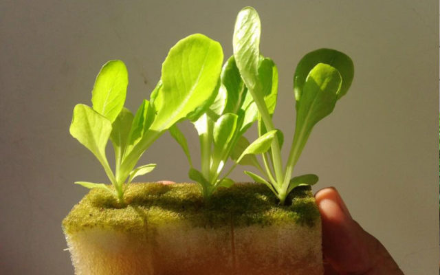 Cách pha chế dung dịch trồng rau thủy canh Masterblend tại nhà